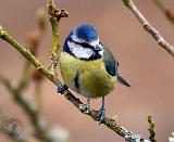 Blue Tit 8R84D-05
